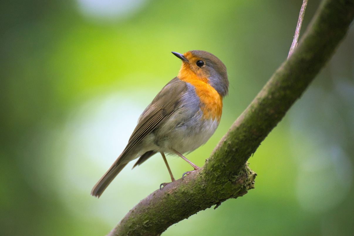 Bird on A Branch